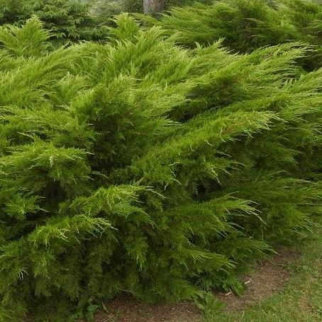 Juniperus Chinensis Mint Julep - View 20 from www redcrocus com