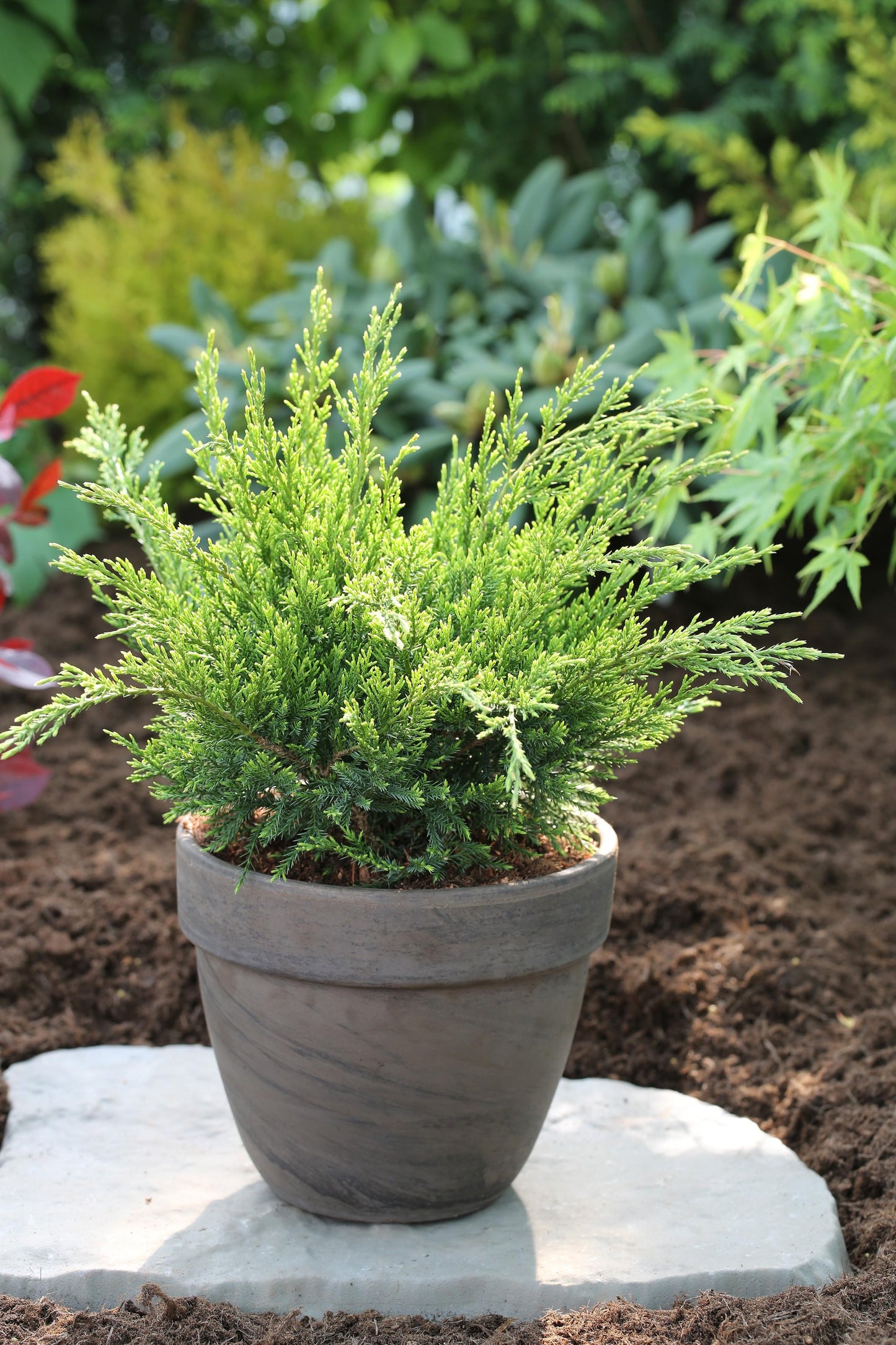 Juniperus Chinensis Mint Julep - View 5 from www redcrocus com