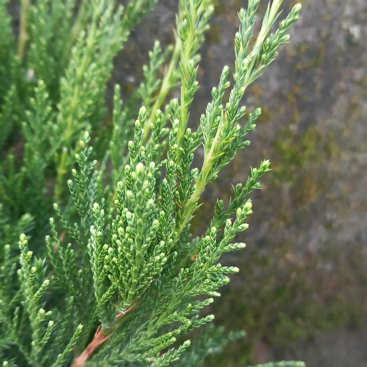 Juniperus Chinensis Mint Julep - View 6 from www redcrocus com