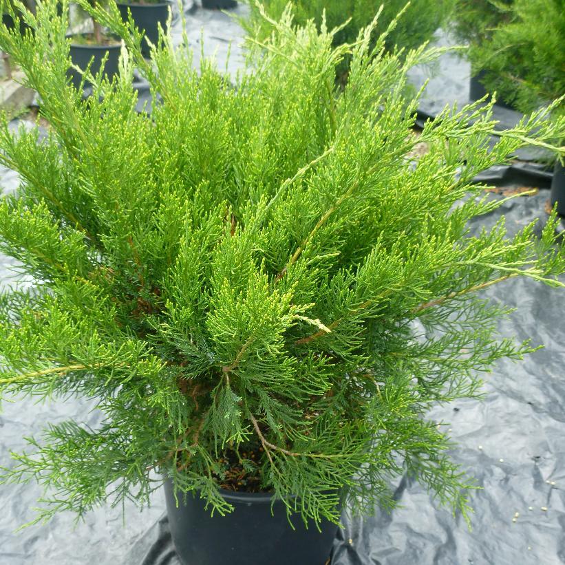 Juniperus Chinensis Mint Julep - View 7 from www redcrocus com