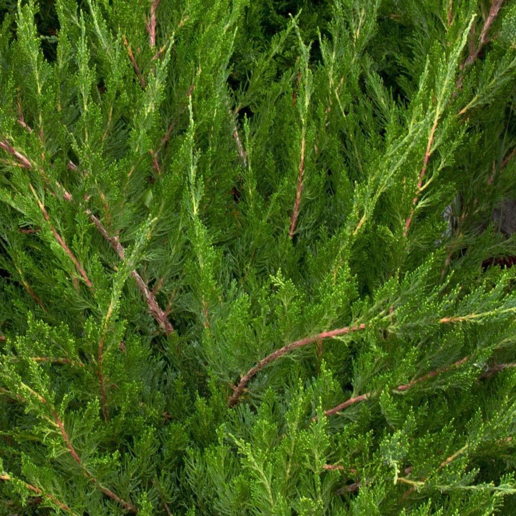 Juniperus Chinensis Mint Julep - View 9 from www redcrocus com