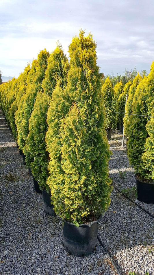 Thuja Occidentalis 'jantar' - View 10 from www redcrocus com