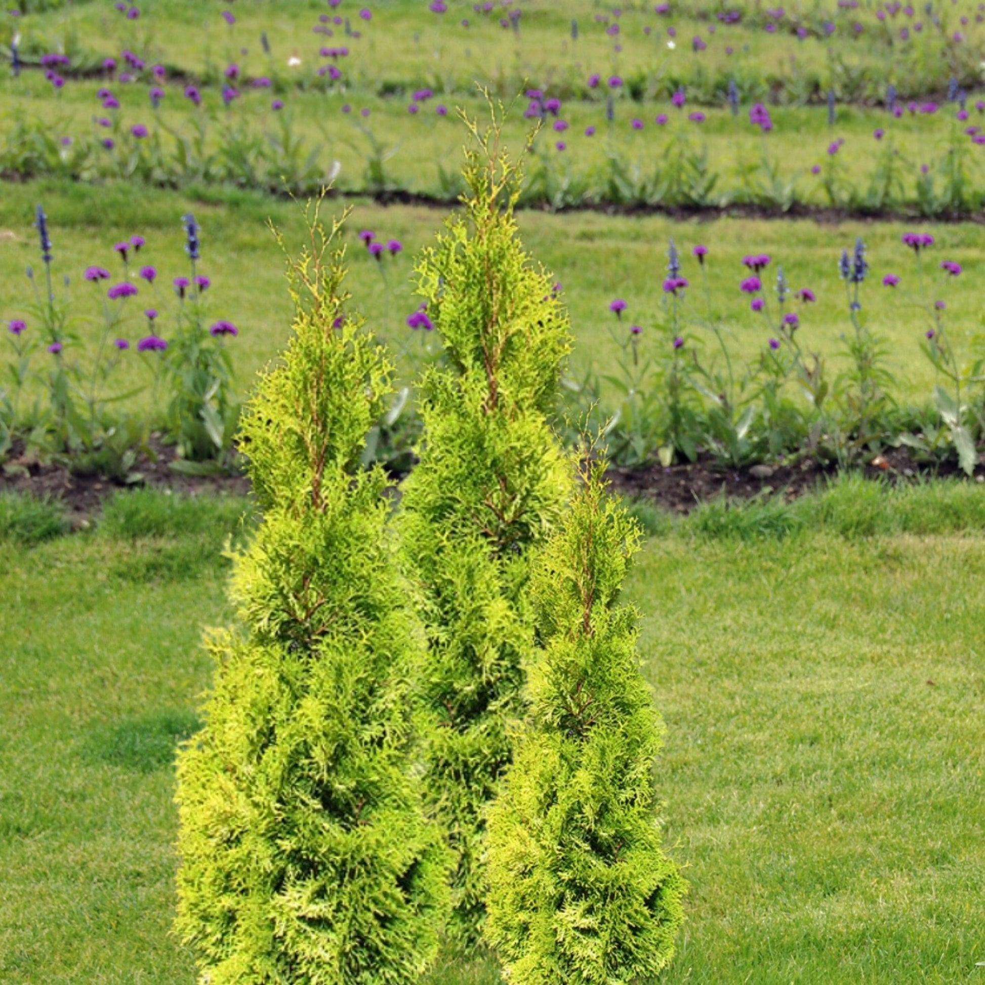 Thuja Occidentalis 'jantar' - View 6 from www redcrocus com