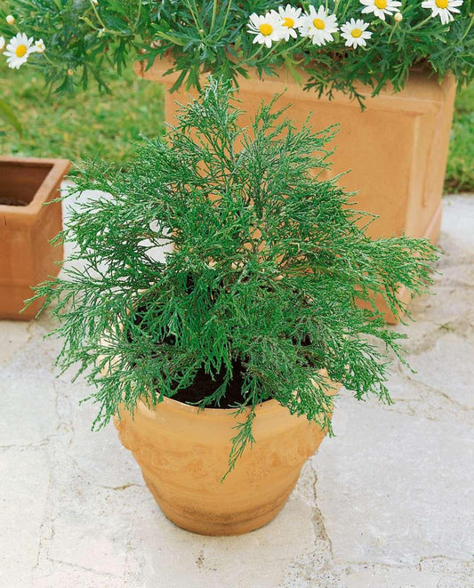Chamaecyparis Obtusa Coralliformis - View 10 from www redcrocus com