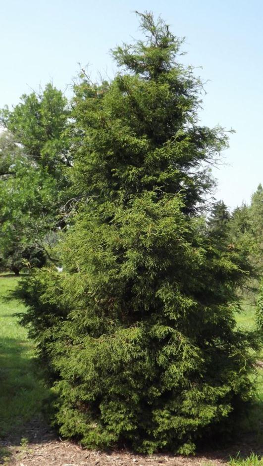 Chamaecyparis Obtusa Coralliformis - View 11 from www redcrocus com