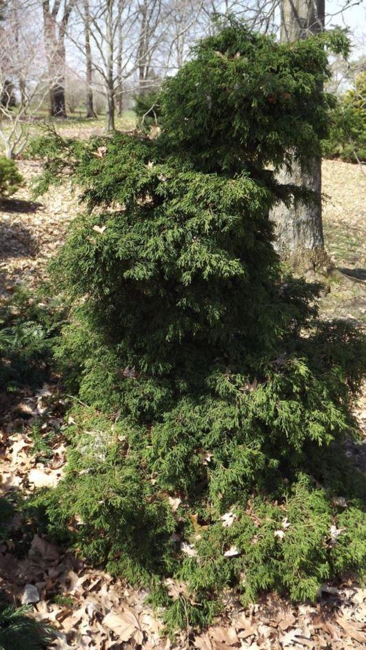 Chamaecyparis Obtusa Coralliformis - View 13 from www redcrocus com