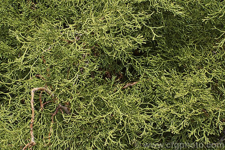 Chamaecyparis Obtusa Coralliformis - View 14 from www redcrocus com