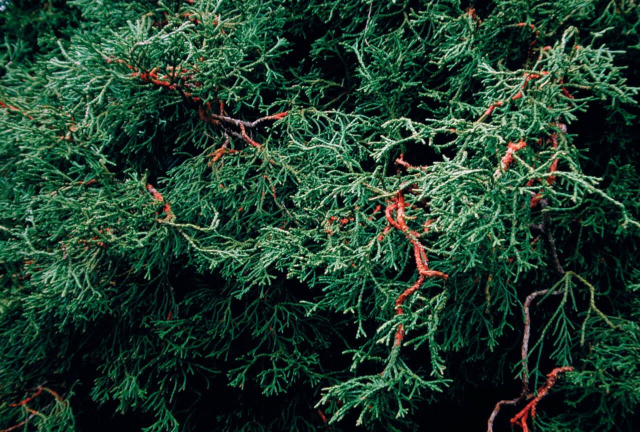 Chamaecyparis Obtusa Coralliformis - View 15 from www redcrocus com