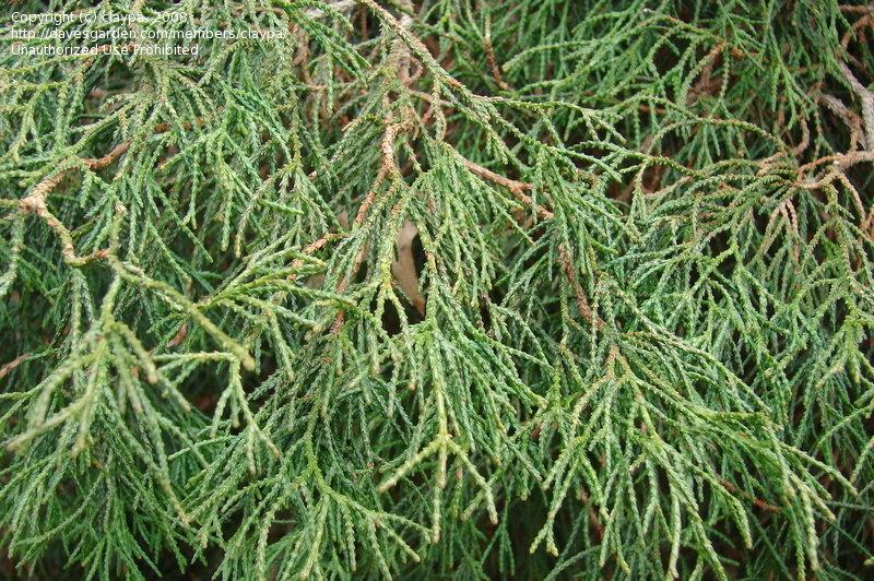 Chamaecyparis Obtusa Coralliformis - View 16 from www redcrocus com