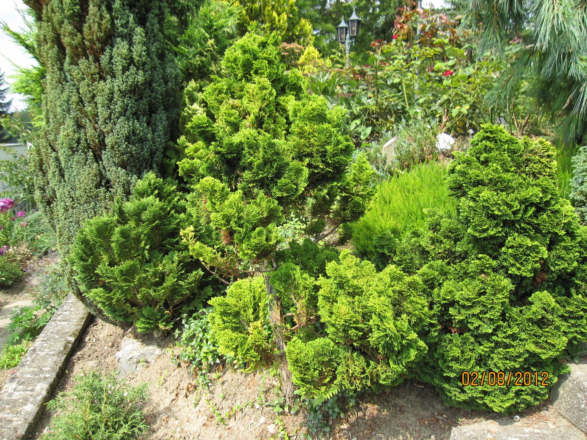 Chamaecyparis Obtusa Coralliformis - View 17 from www redcrocus com