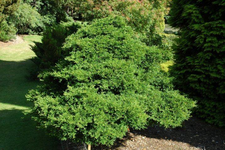 Chamaecyparis Obtusa Coralliformis - View 18 from www redcrocus com