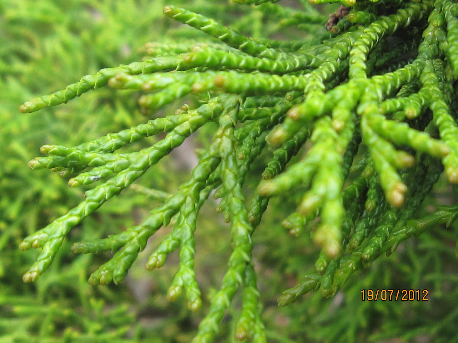 Chamaecyparis Obtusa Coralliformis - View 1 from www redcrocus com