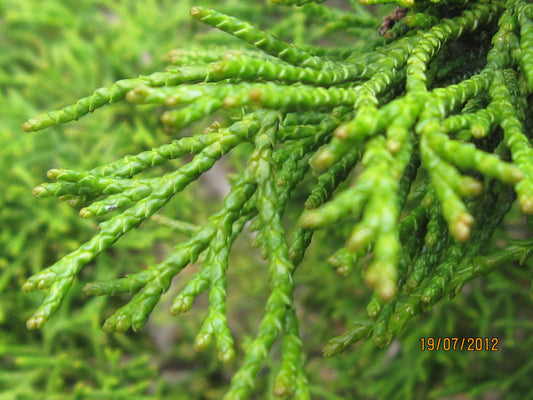 Chamaecyparis Obtusa Coralliformis - View 1 from www redcrocus com