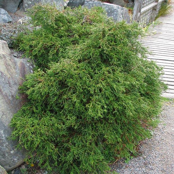 Chamaecyparis Obtusa Coralliformis - View 3 from www redcrocus com