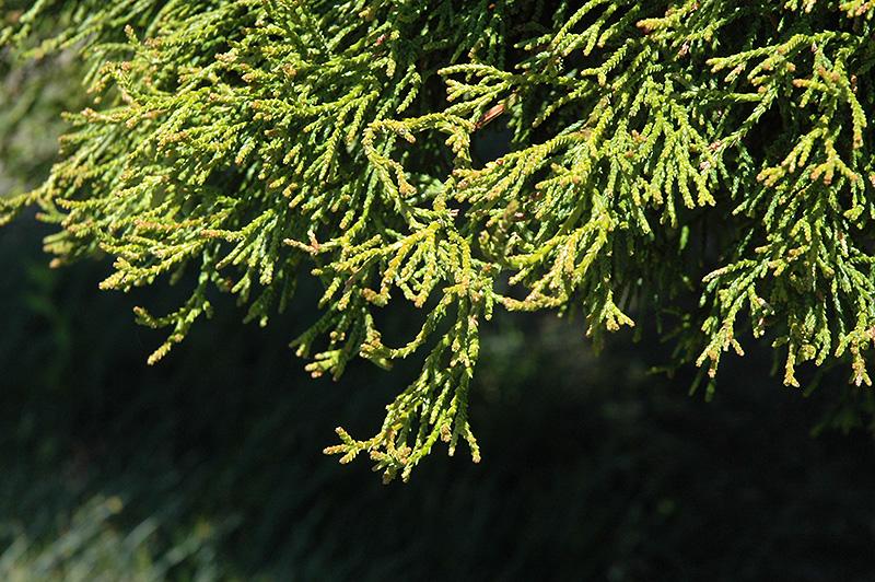 Chamaecyparis Obtusa Coralliformis - View 5 from www redcrocus com