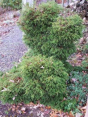 Chamaecyparis Obtusa Coralliformis - View 9 from www redcrocus com