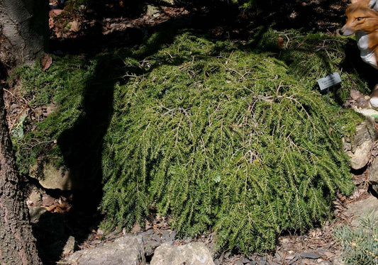 Tsuga Canadensis 'lustgarten Creeping' - View 10 from www redcrocus com