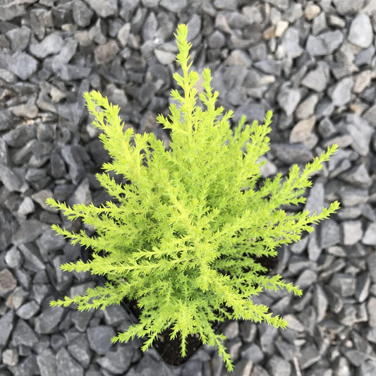 Cupressus Macrocarpa Wilma Goldcrest - View 11 from www redcrocus com