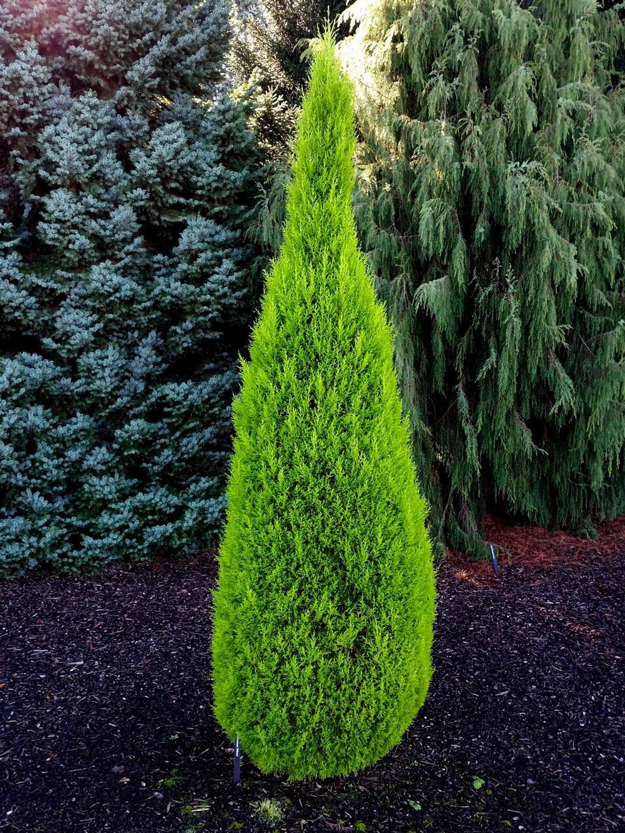Cupressus Macrocarpa Wilma Goldcrest - View 12 from www redcrocus com