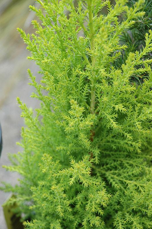 Cupressus Macrocarpa Wilma Goldcrest - View 13 from www redcrocus com