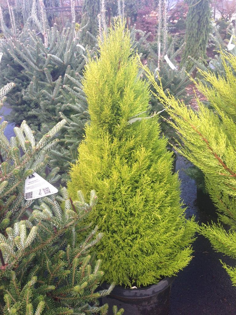Cupressus Macrocarpa Wilma Goldcrest - View 15 from www redcrocus com