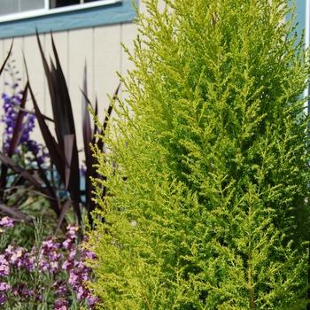 Cupressus Macrocarpa Wilma Goldcrest - View 17 from www redcrocus com
