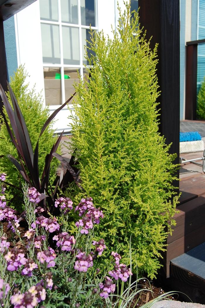 Cupressus Macrocarpa Wilma Goldcrest - View 18 from www redcrocus com