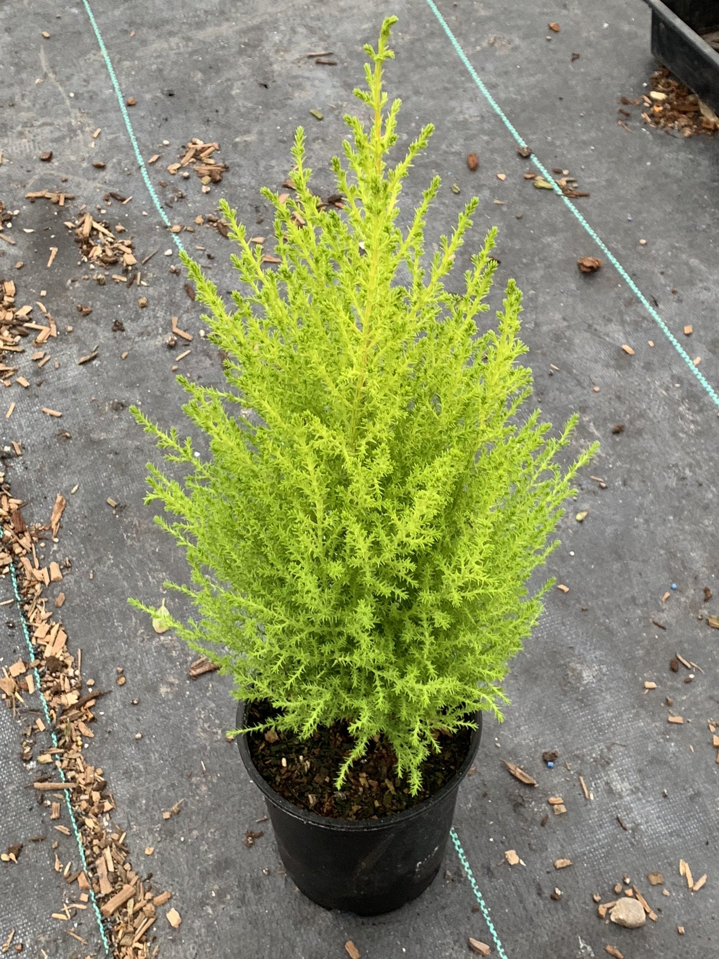 Cupressus Macrocarpa Wilma Goldcrest - View 19 from www redcrocus com