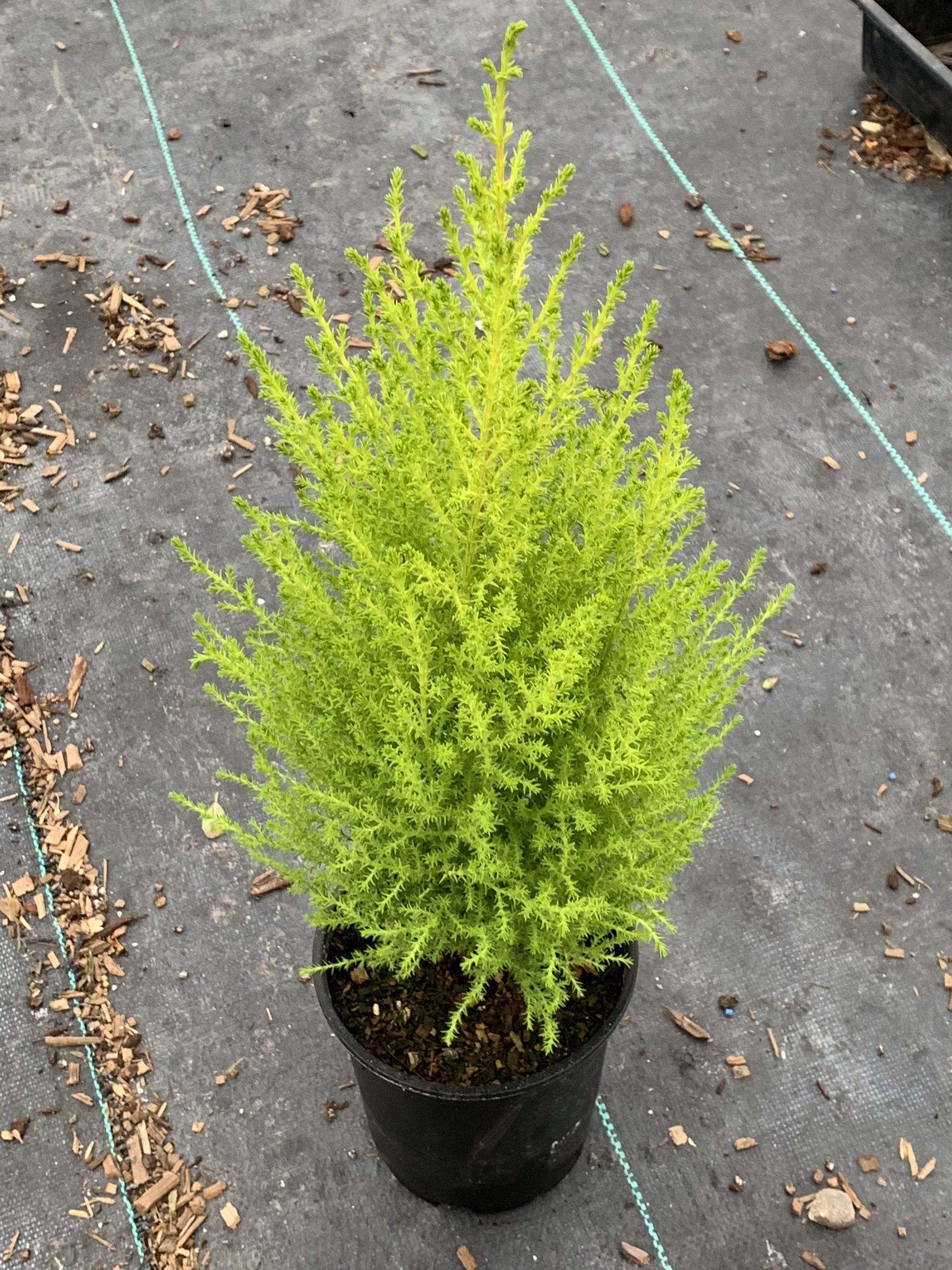 Cupressus Macrocarpa Wilma Goldcrest - View 19 from www redcrocus com