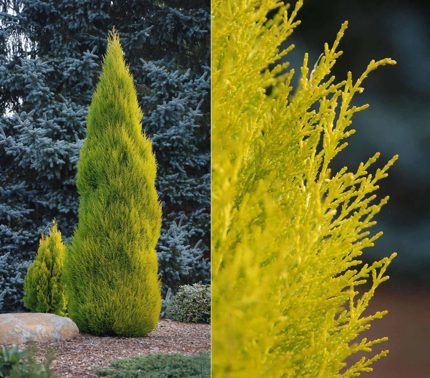 Cupressus Macrocarpa Wilma Goldcrest - View 3 from www redcrocus com