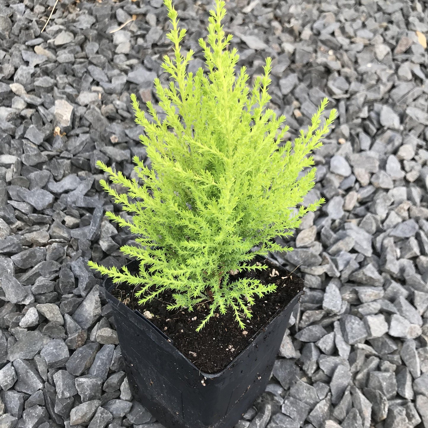 Cupressus Macrocarpa Wilma Goldcrest - View 6 from www redcrocus com