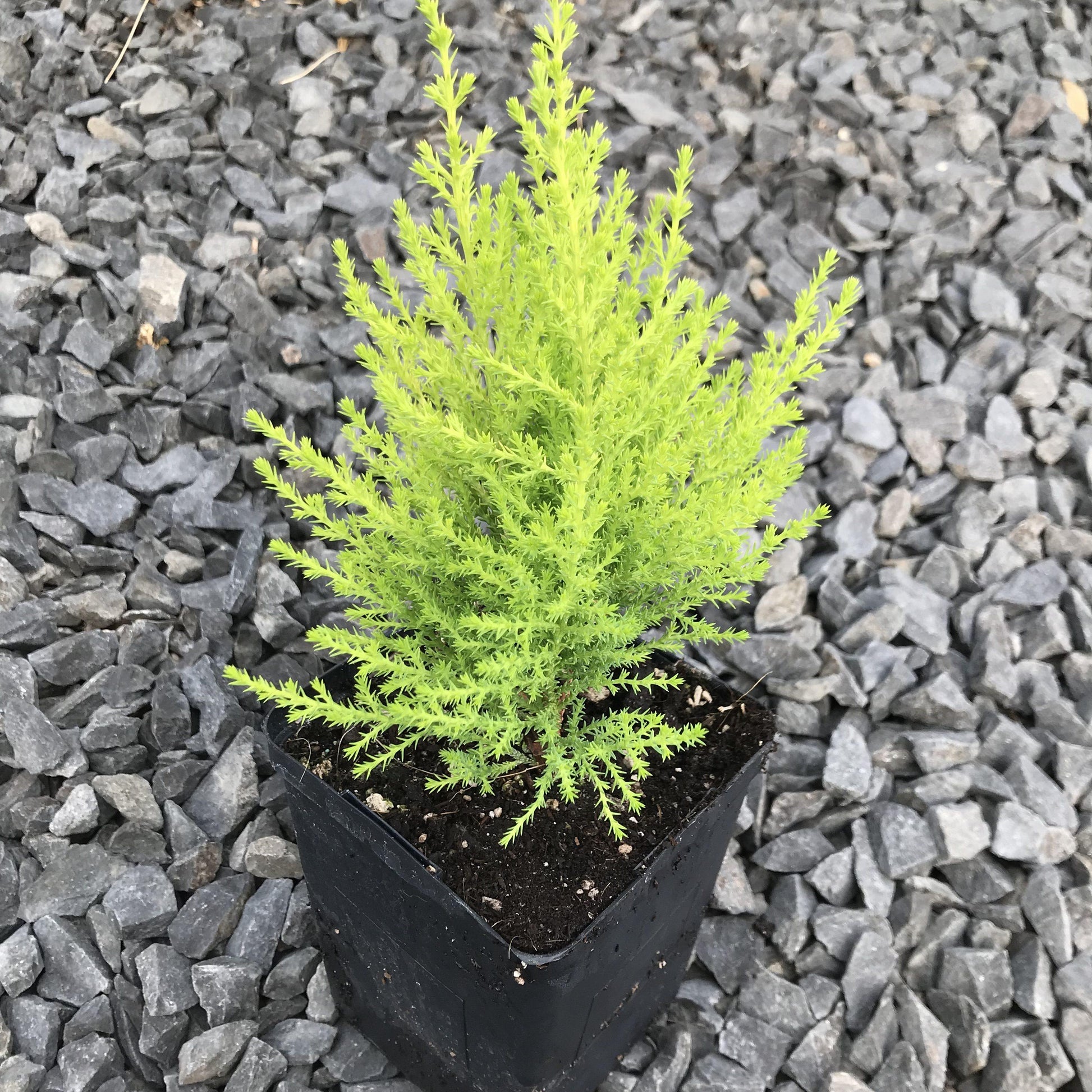 Cupressus Macrocarpa Wilma Goldcrest - View 6 from www redcrocus com