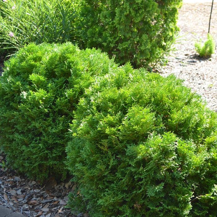 Thuja Occidentalis Mr  Bowling Ball - View 13 from www redcrocus com