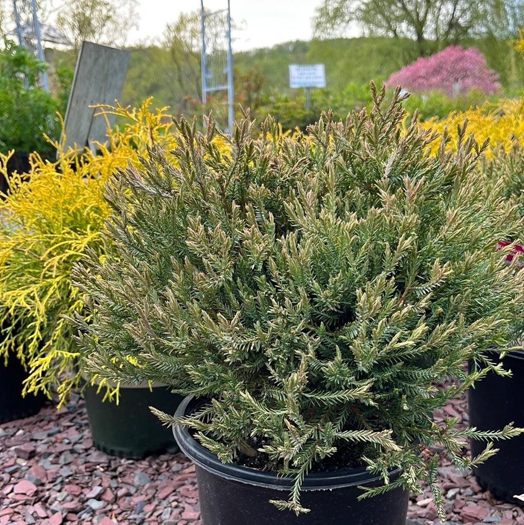 Thuja Occidentalis Mr  Bowling Ball - View 14 from www redcrocus com