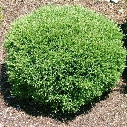 Thuja Occidentalis Mr  Bowling Ball - View 16 from www redcrocus com