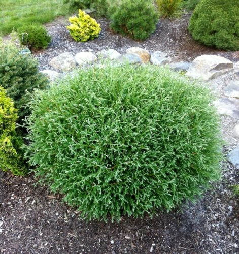 Thuja Occidentalis Mr  Bowling Ball - View 17 from www redcrocus com
