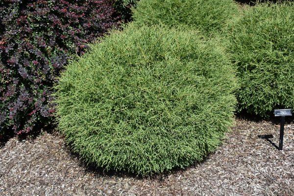Thuja Occidentalis Mr  Bowling Ball - View 18 from www redcrocus com