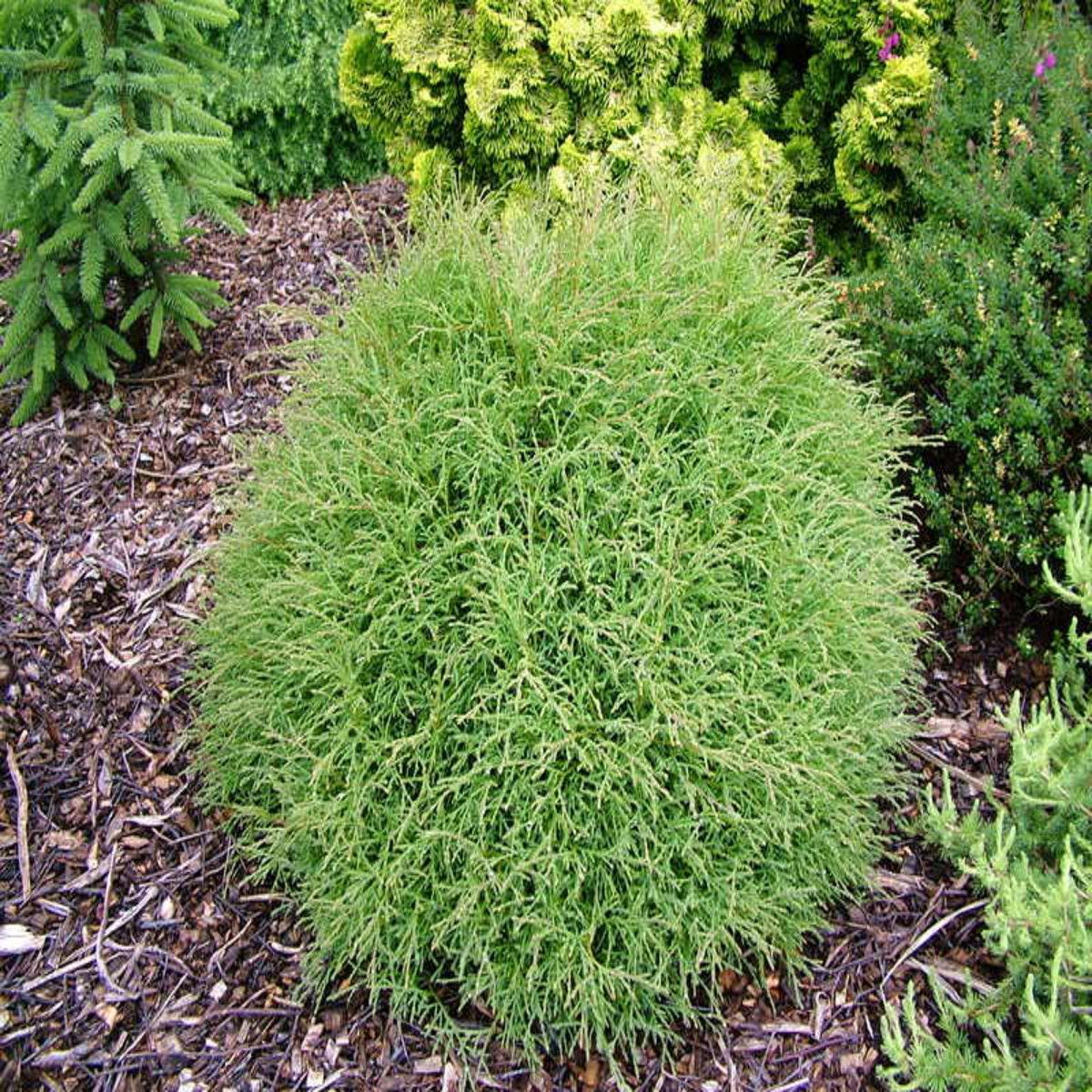 Thuja Occidentalis Mr  Bowling Ball - View 19 from www redcrocus com