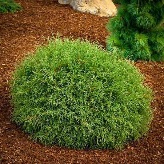 Thuja Occidentalis Mr  Bowling Ball - View 1 from www redcrocus com