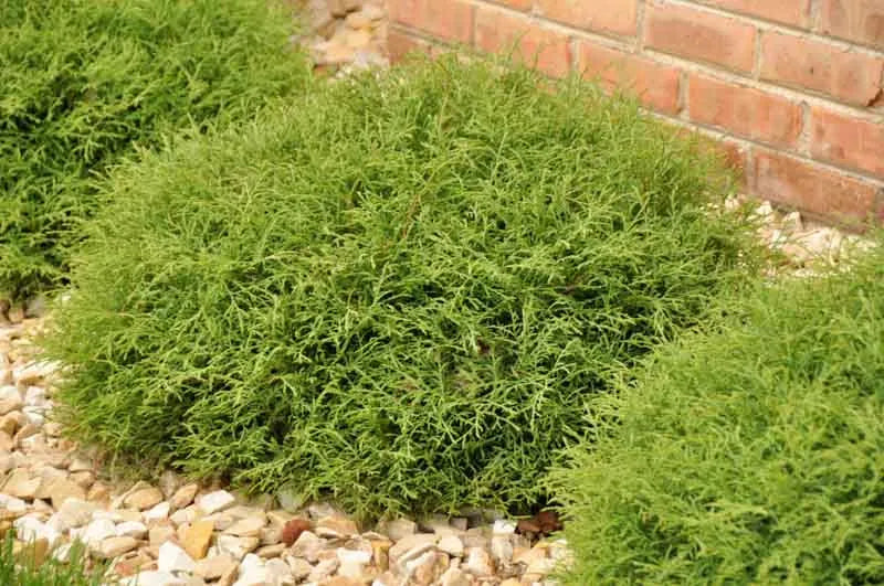Thuja Occidentalis Mr  Bowling Ball - View 4 from www redcrocus com