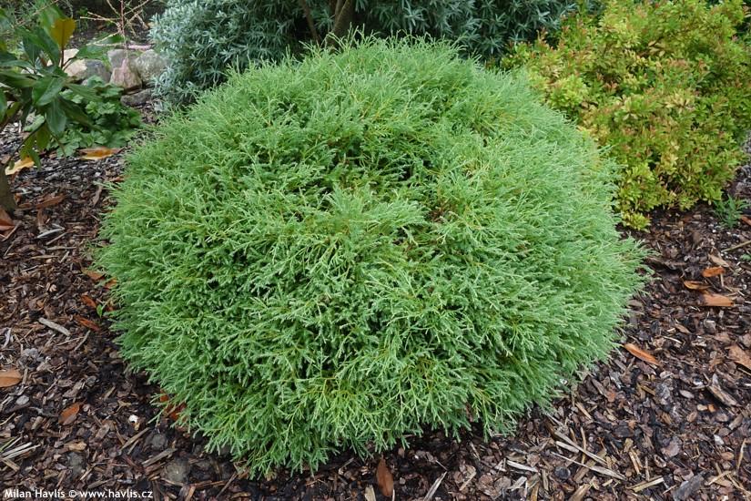 Thuja Occidentalis Mr  Bowling Ball - View 4 from www redcrocus com