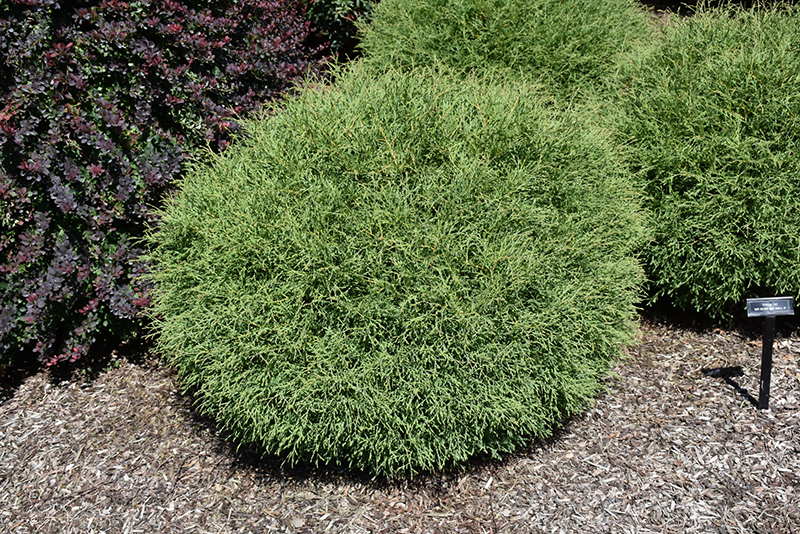 Thuja Occidentalis Mr  Bowling Ball - View 6 from www redcrocus com