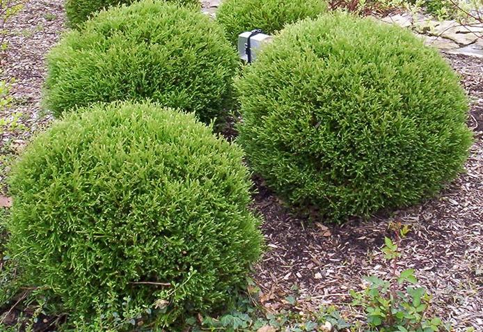 Thuja Occidentalis Mr  Bowling Ball - View 8 from www redcrocus com