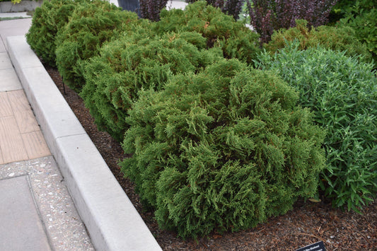 Thuja Occidentalis Hetzi Midget - View 1 from www redcrocus com