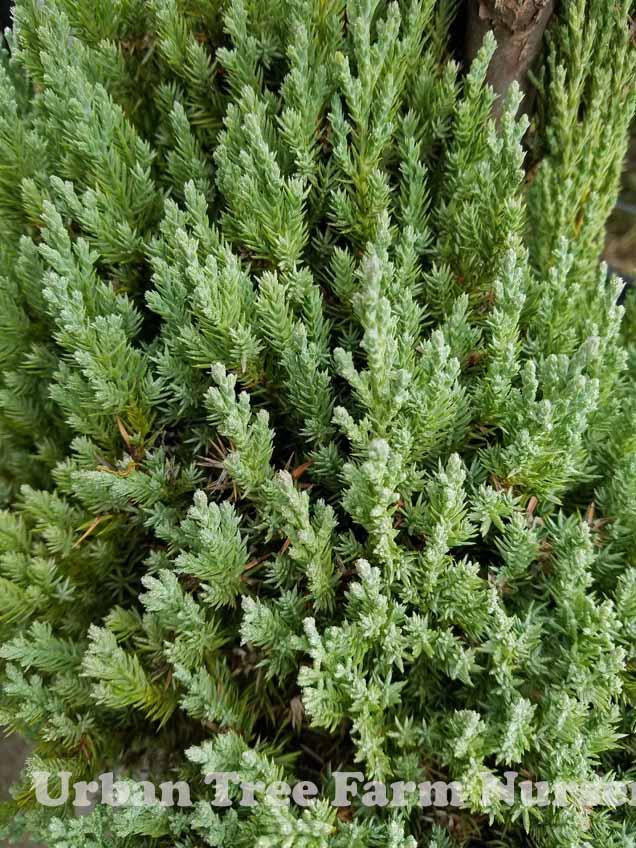 Juniperus Chinensis Blue Point Tree Form - View 10 from www redcrocus com