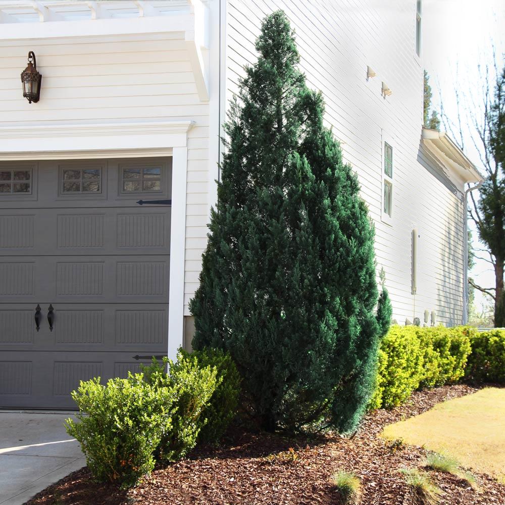 Juniperus Chinensis Blue Point Tree Form - View 18 from www redcrocus com