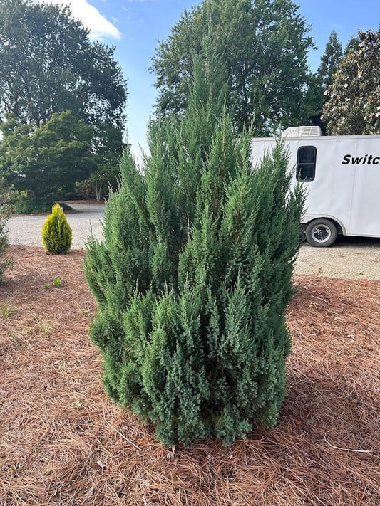 Juniperus Chinensis Blue Point Tree Form - View 1 from www redcrocus com