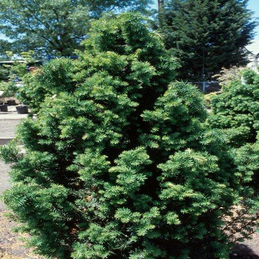 Taxus Media Vermeulen - View 2 from www redcrocus com