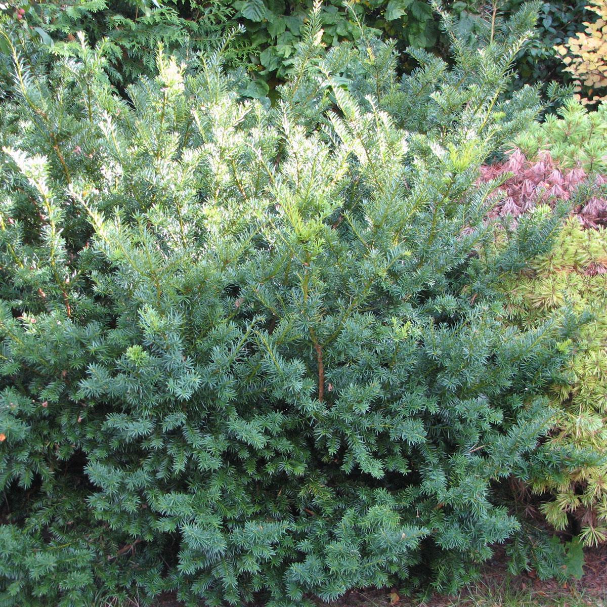 Taxus Media Vermeulen - View 7 from www redcrocus com