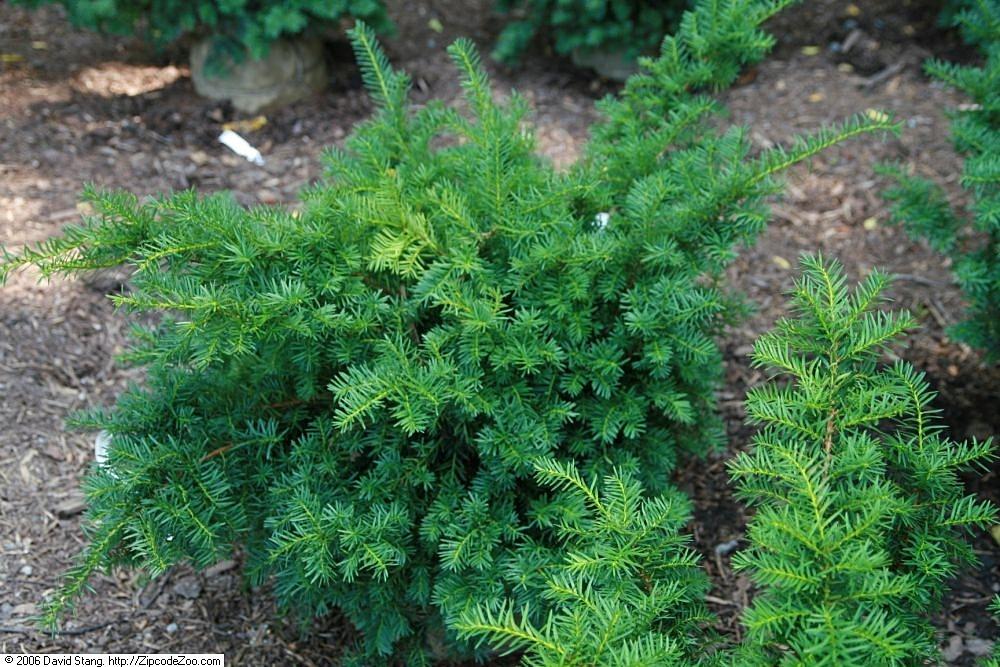 Taxus Media Vermeulen - View 9 from www redcrocus com